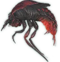 Fire Cowboy Beetle