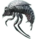 Choke Cowboy Beetle